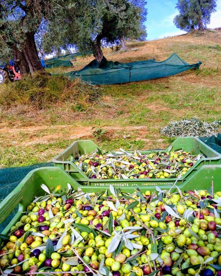 Agriturismo Trappeto Vecchio San Demetrio Corone المظهر الخارجي الصورة